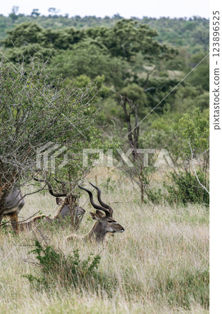 Males Greater Kudu resting in african savanna 123896525
