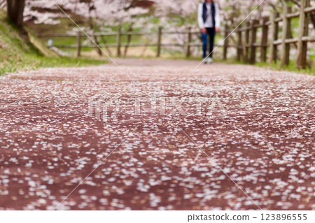 鋪滿櫻花花瓣的公園小路 鋪滿櫻花花瓣的公園小路 123896555