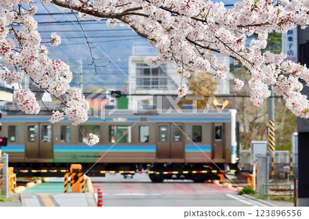 Cherry blossoms in full bloom and a train - 1 Cherry blossoms in full bloom and a train - 1 123896556