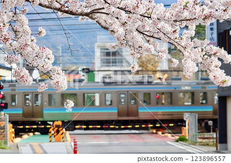 Cherry blossoms in full bloom and a train - 2 Cherry blossoms in full bloom and a train - 2 123896557