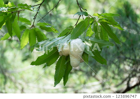 Forest tree frog eggs Forest tree frog eggs 123896747