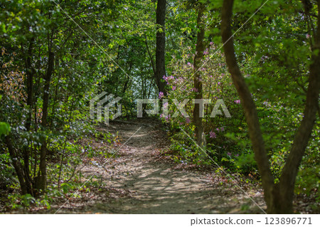 A photo of Tsubatazalea on Mount Konosu in Joyo City 123896771