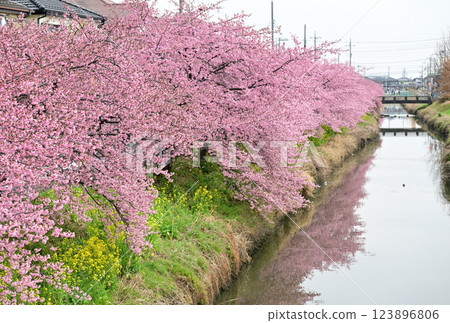 河津川沿岸盛開的河津櫻花(埼玉縣久喜市青毛堀川) 河津川沿岸盛開的河津櫻花(埼玉縣久喜市青毛堀川) 123896806