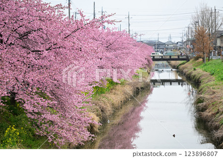 河津川沿岸盛開的河津櫻花(埼玉縣久喜市青毛堀川) 河津川沿岸盛開的河津櫻花(埼玉縣久喜市青毛堀川) 123896807