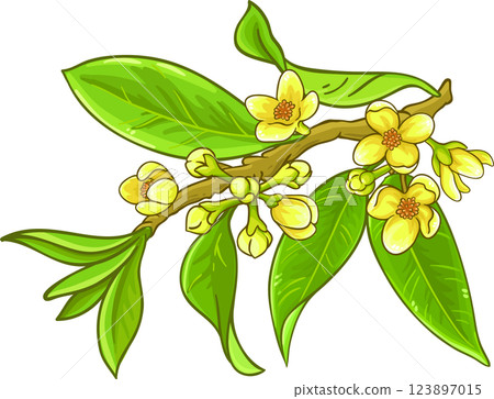 Garcinia Branch with Flowers Fruits and Leaves Colored Detailed Illustration. Garcinia Branch with Flowers Fruits and Leaves Colored Detailed Illustration. 123897015