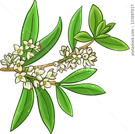 Olive Branch with Flowers and Leaves Colored Detailed Illustration. Organic natural nutritional healthy food ingredient, vegetarian diet product. Olive Branch with Flowers and Leaves Colored Detailed Illustration. Organic natural nutritional healthy food ingredient, vegetarian diet product. 123897017