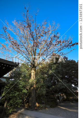 Dec 9 2024 Majestic Tree in a Peaceful Garden with Clear Blue Sky 123897101