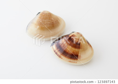 Beautiful and magnificent clams 123897143