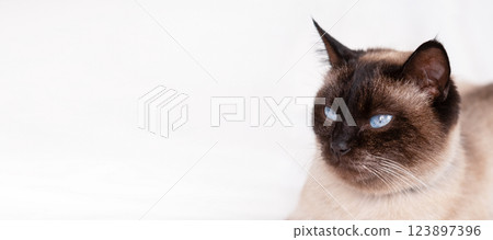 Siamese Cat Portrait on White Background, Banner Siamese Cat Portrait on White Background, Banner 123897396