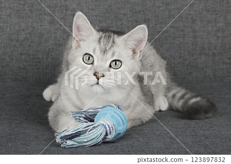 cute kitten with yellow eyes cute kitten with yellow eyes 123897832