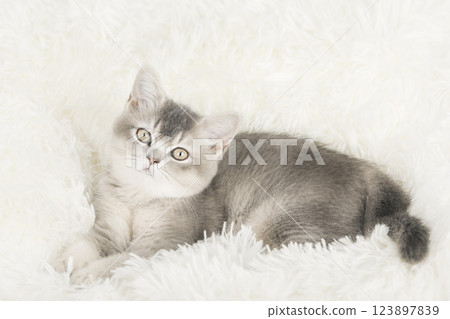 cute kitten with yellow eyes 123897839