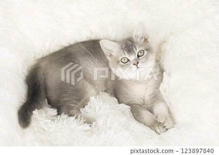 cute kitten with yellow eyes 123897840