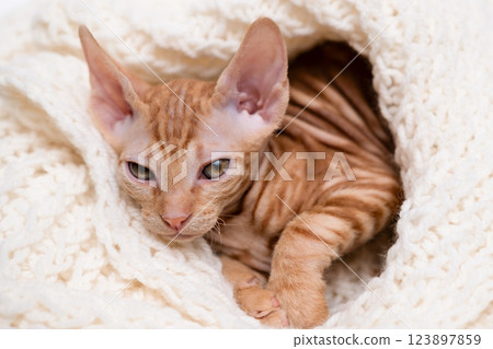 cute kitten with yellow eyes cute kitten with yellow eyes 123897859