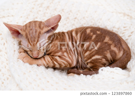 cute kitten with yellow eyes cute kitten with yellow eyes 123897860