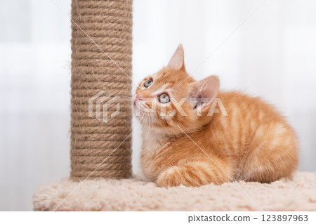 cute kitten with yellow eyes 123897963