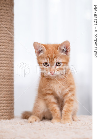 cute kitten with yellow eyes 123897964