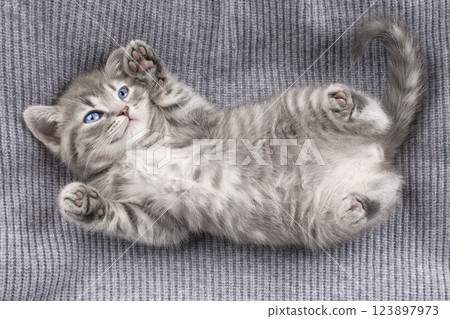cute kitten with yellow eyes cute kitten with yellow eyes 123897973