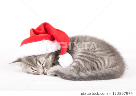cute kitten with yellow eyes cute kitten with yellow eyes 123897974