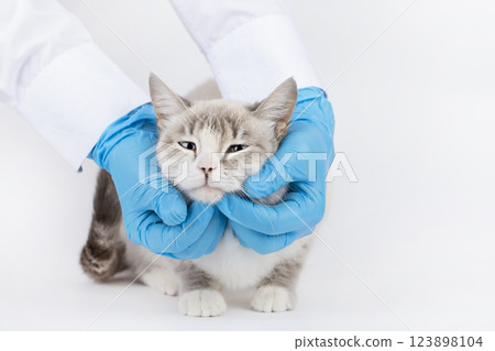 veterinarian examines a blond cat in blue gloves veterinarian examines a blond cat in blue gloves 123898104