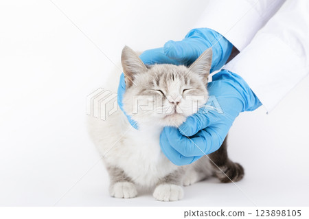veterinarian examines a blond cat in blue gloves veterinarian examines a blond cat in blue gloves 123898105