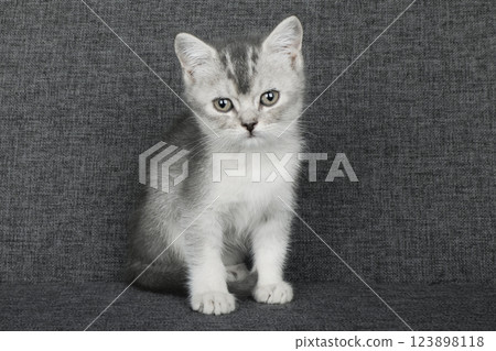 cute gray kitten 123898118