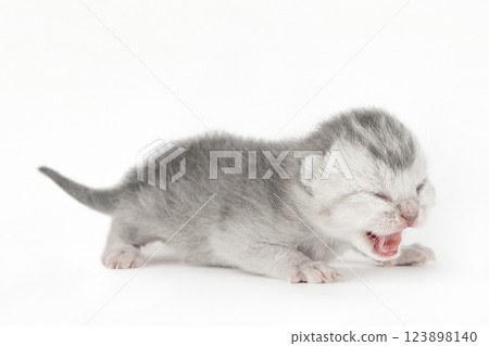 cute gray scottish kitten isolated cute gray scottish kitten isolated 123898140