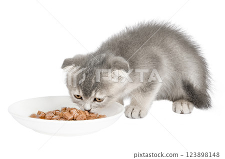 cute gray scottish kitten isolated cute gray scottish kitten isolated 123898148