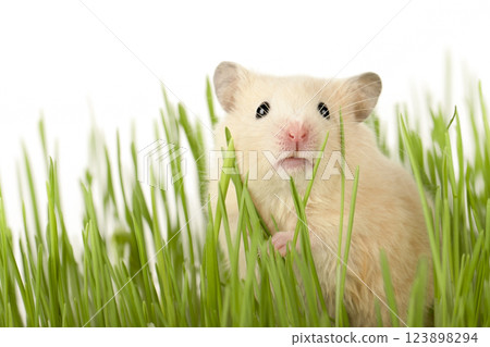 cute brown hamster sitting in the grass looking straight ahead 123898294