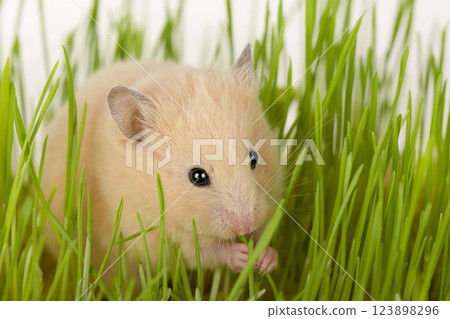 cute brown hamster sitting in the grass looking straight ahead 123898296