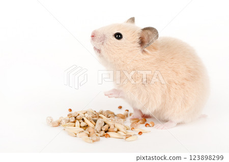 brown hamster eat food on a light background 123898299