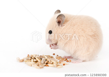 brown hamster eat food on a light background brown hamster eat food on a light background 123898300