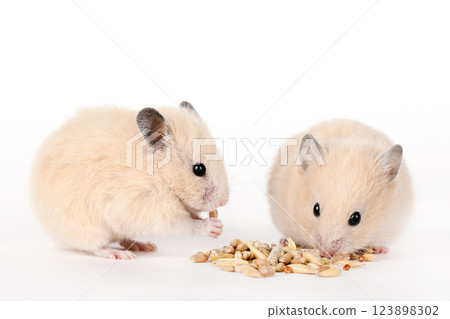 brown hamster eat food on a light background 123898302