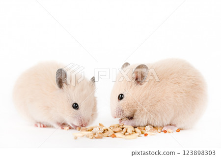 brown hamster eat food on a light background 123898303