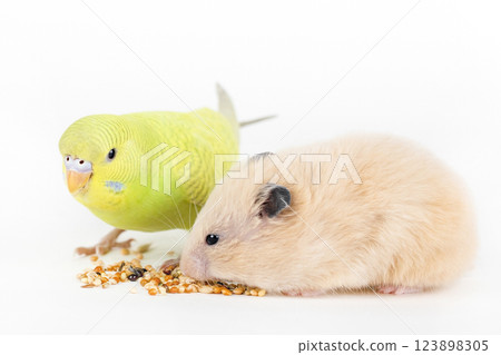 brown hamster eat food on a light background 123898305