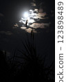 Azalea reflected in the moonlight 123898489