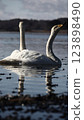A heroic swan 123898490