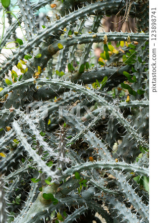 Alluaudia flower plant. Thorns and spines on the branches. 123898741