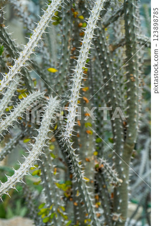 Alluaudia flower plant. Thorns and spines on the branches. 123898785