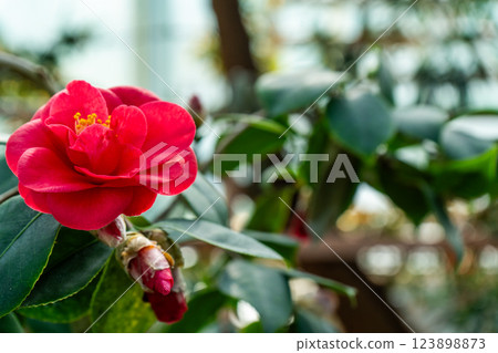 Camellia Red Flower with Yellow Stamens Camellia Red Flower with Yellow Stamens 123898873