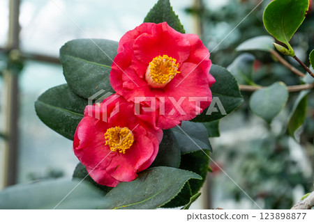 Camellia Red Flower with Yellow Stamens 123898877