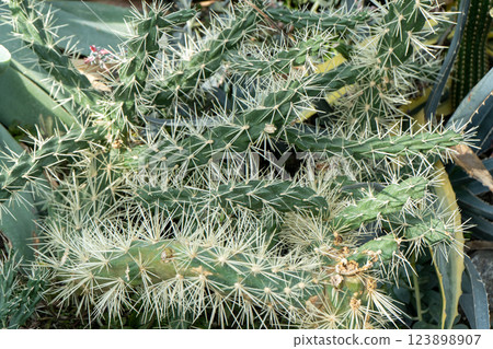 Close Up of Thorny Cactus Plant Close Up of Thorny Cactus Plant 123898907