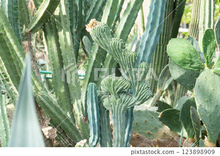 Variety of Succulents and Cacti in Garden 123898909
