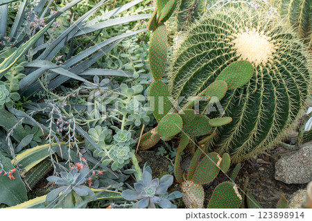 Cacti of different types, shapes and sizes. Succulent plants. Flowers with thorns. Cacti of different types, shapes and sizes. Succulent plants. Flowers with thorns. 123898914