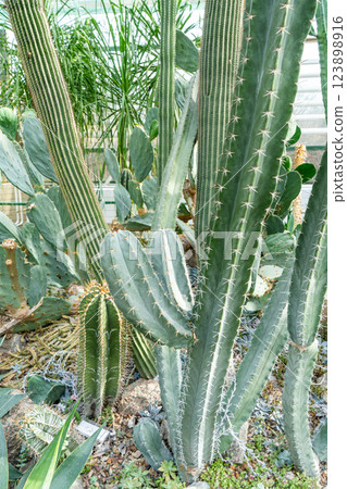 Cacti of different types, shapes and sizes. Succulent plants. Flowers with thorns. 123898916
