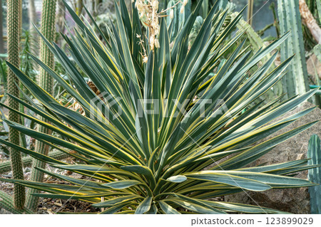 Yucca Agave plant green flower. 123899029