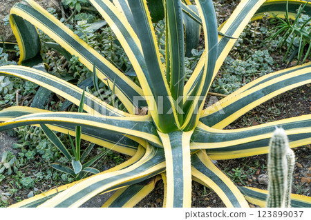 Agave plant green flower. 123899037