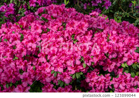 Azalea bud flower. Rhododendron plant in garden 123899044