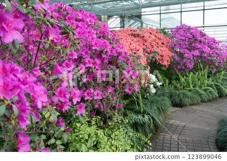 Azalea bud flower. Rhododendron plant in garden Azalea bud flower. Rhododendron plant in garden 123899046