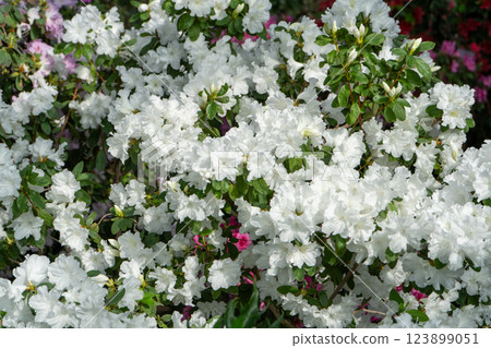 Azalea bud flower. Rhododendron plant in garden 123899051