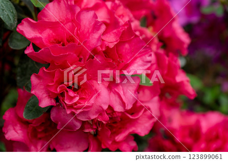 Azalea bud flower. Rhododendron plant in garden Azalea bud flower. Rhododendron plant in garden 123899061